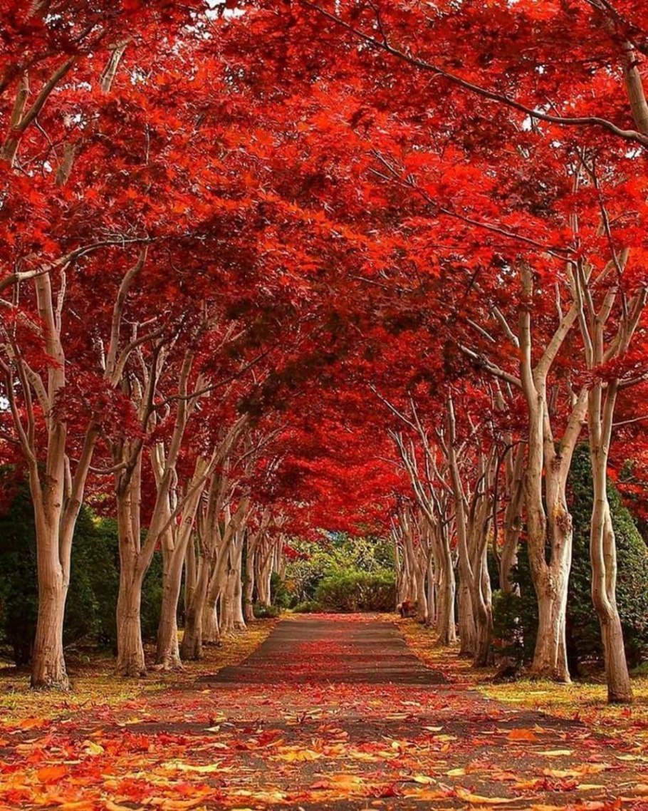 Красное макогоновое дерево