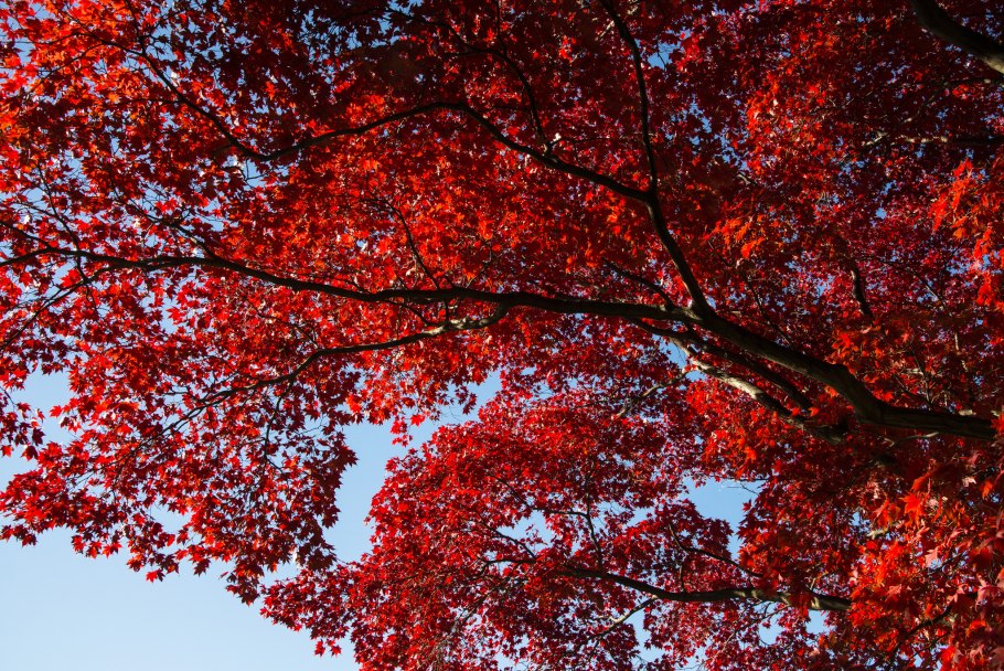 Красный клен дерево