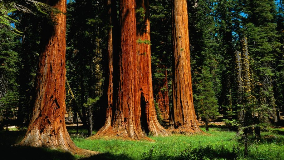 Национальный парк секвойя