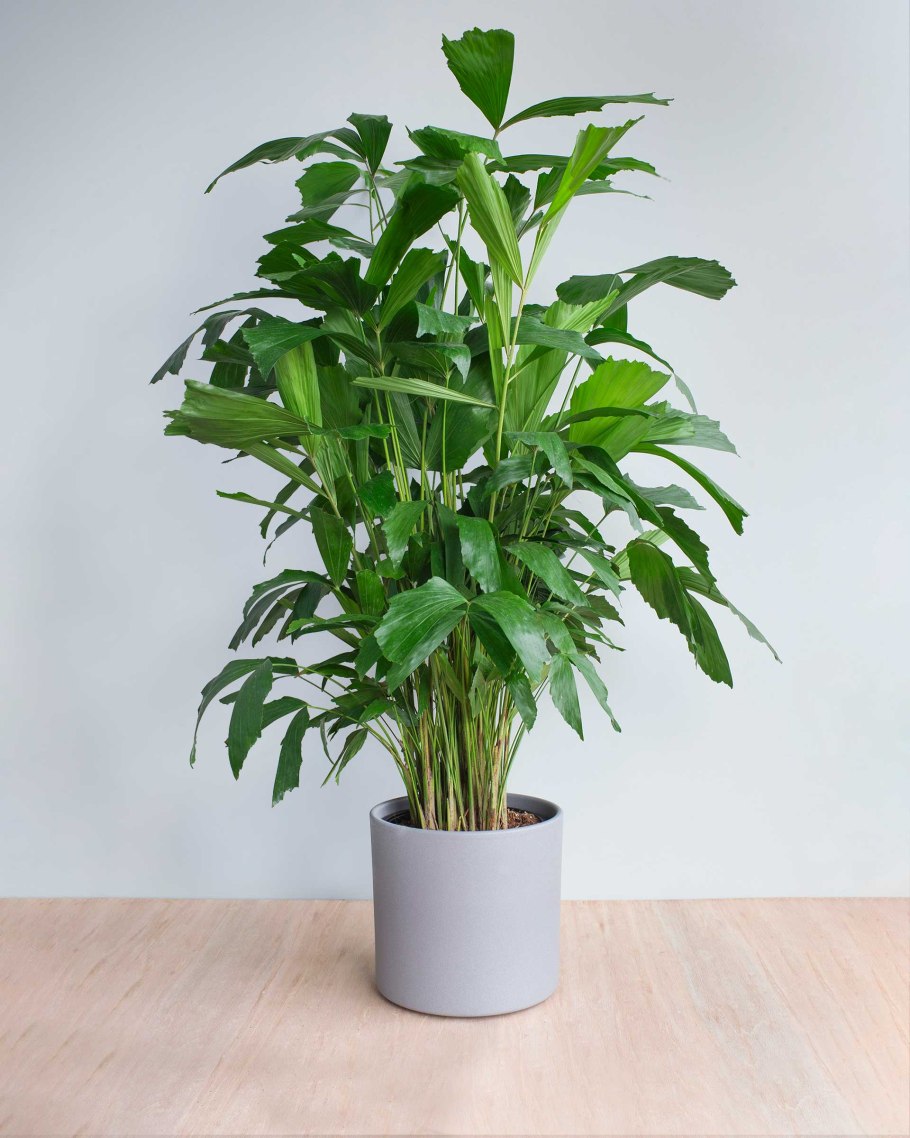 Пальма рыбий хвост Кариота