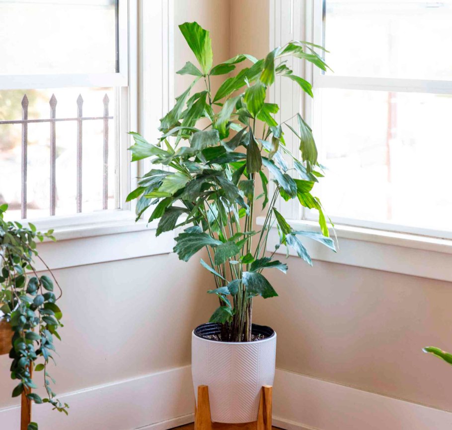 Пальма рыбий хвост Кариота