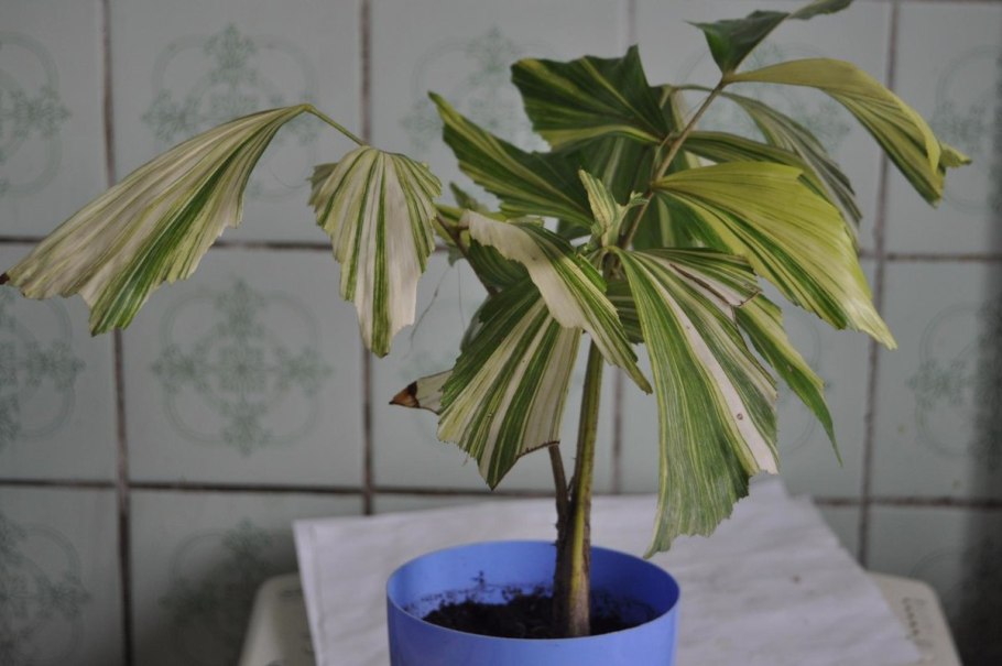 Кариота рыбий хвост