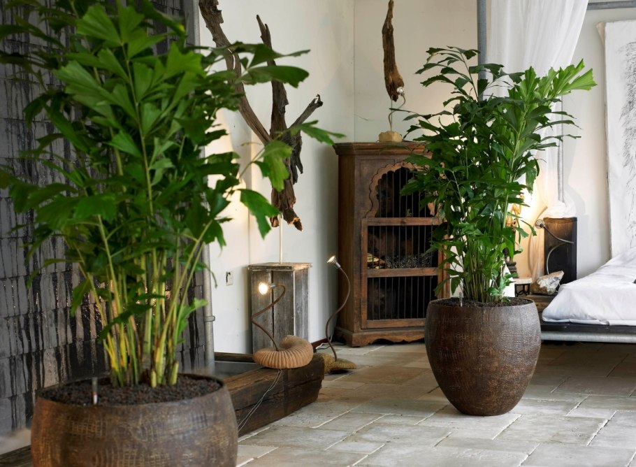 Кариота Митис