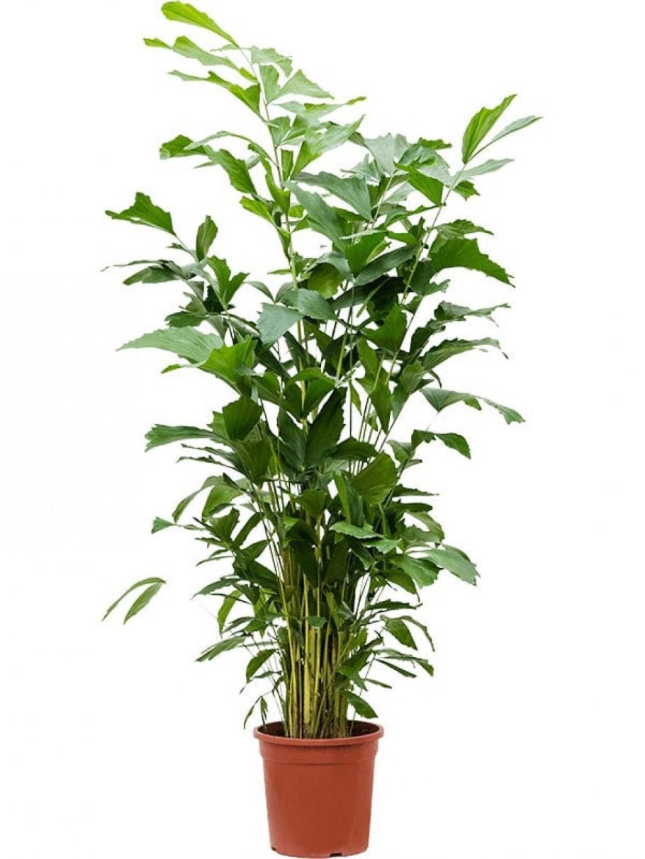 Пальма Кариота мягкая