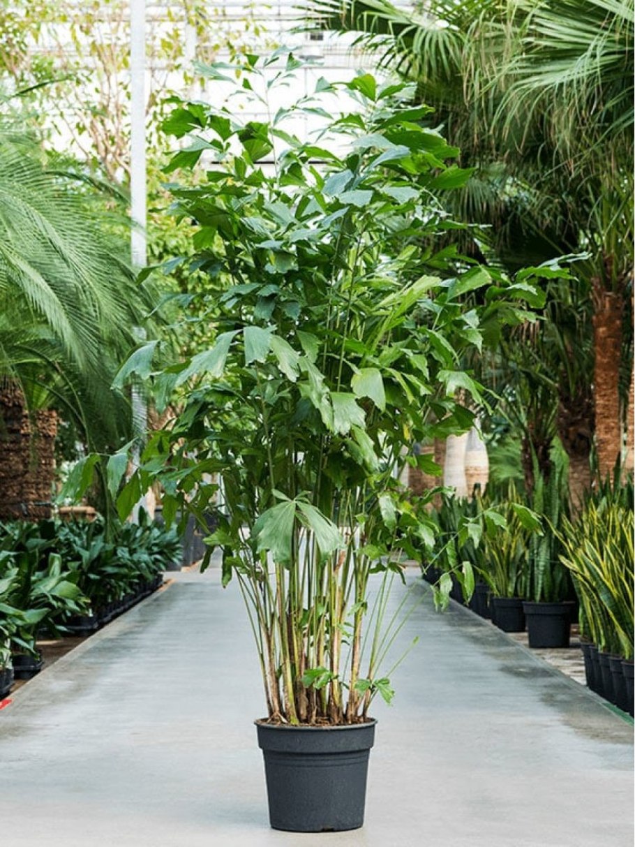 Кариота рыбий хвост