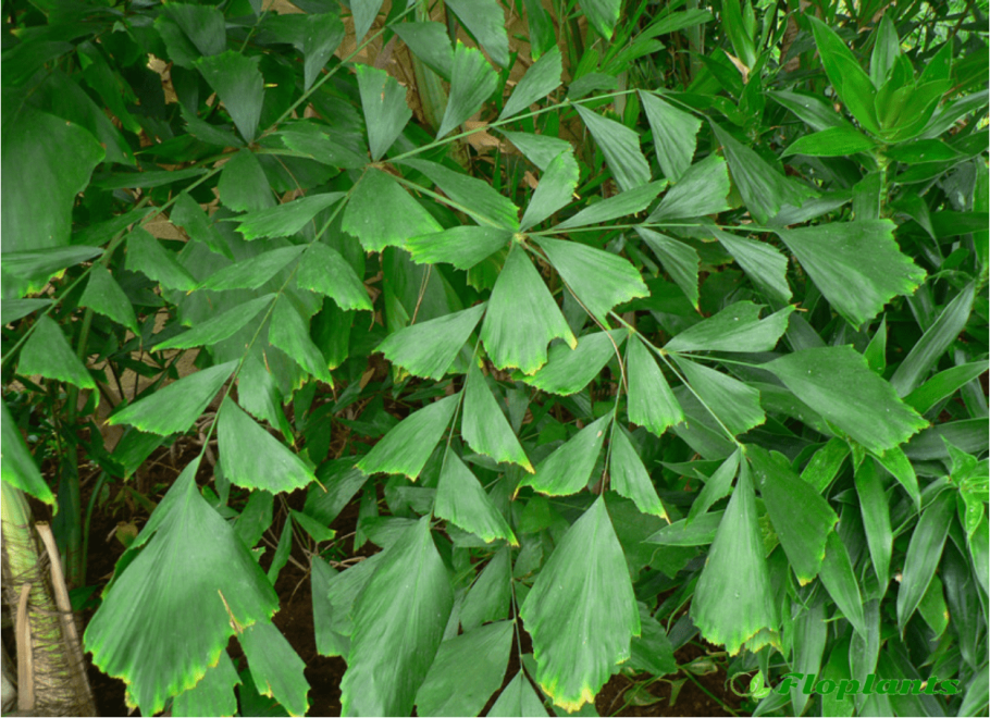 Комнатная Пальма Кариота