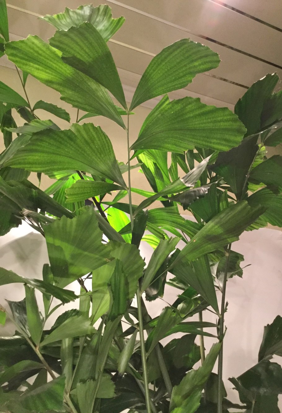 Caryota MITIS variegata