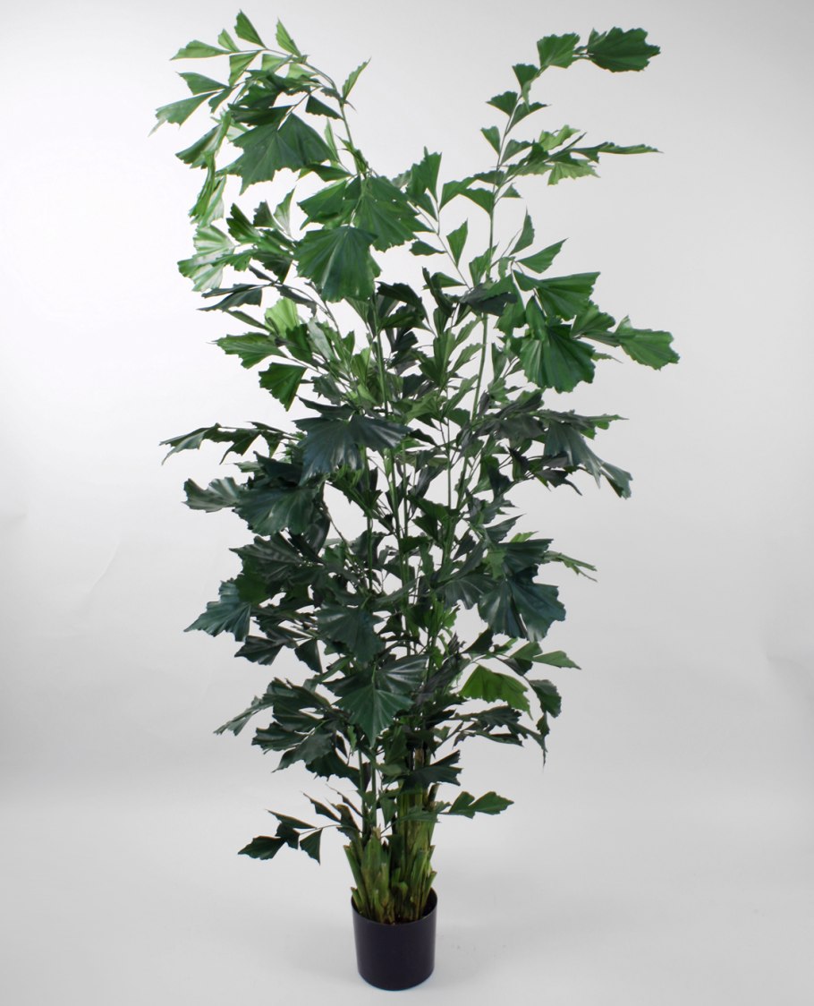 Кариота Fishtail Palm