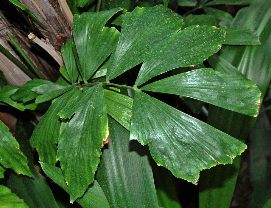 Кариота Митис