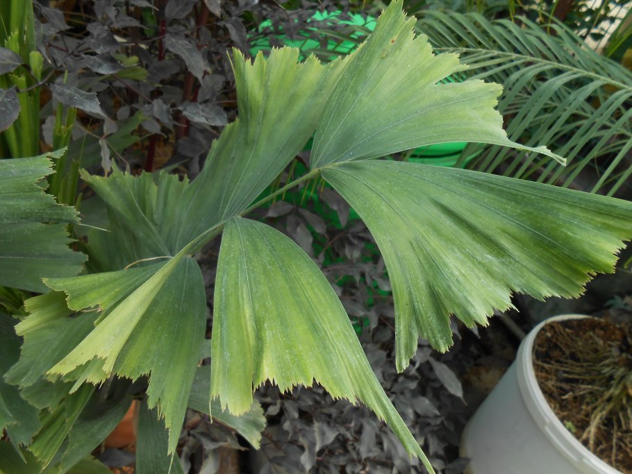 Caryota MITIS variegata