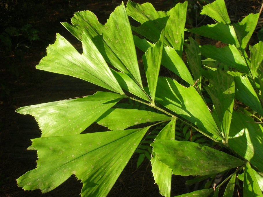 Пальма Кариота