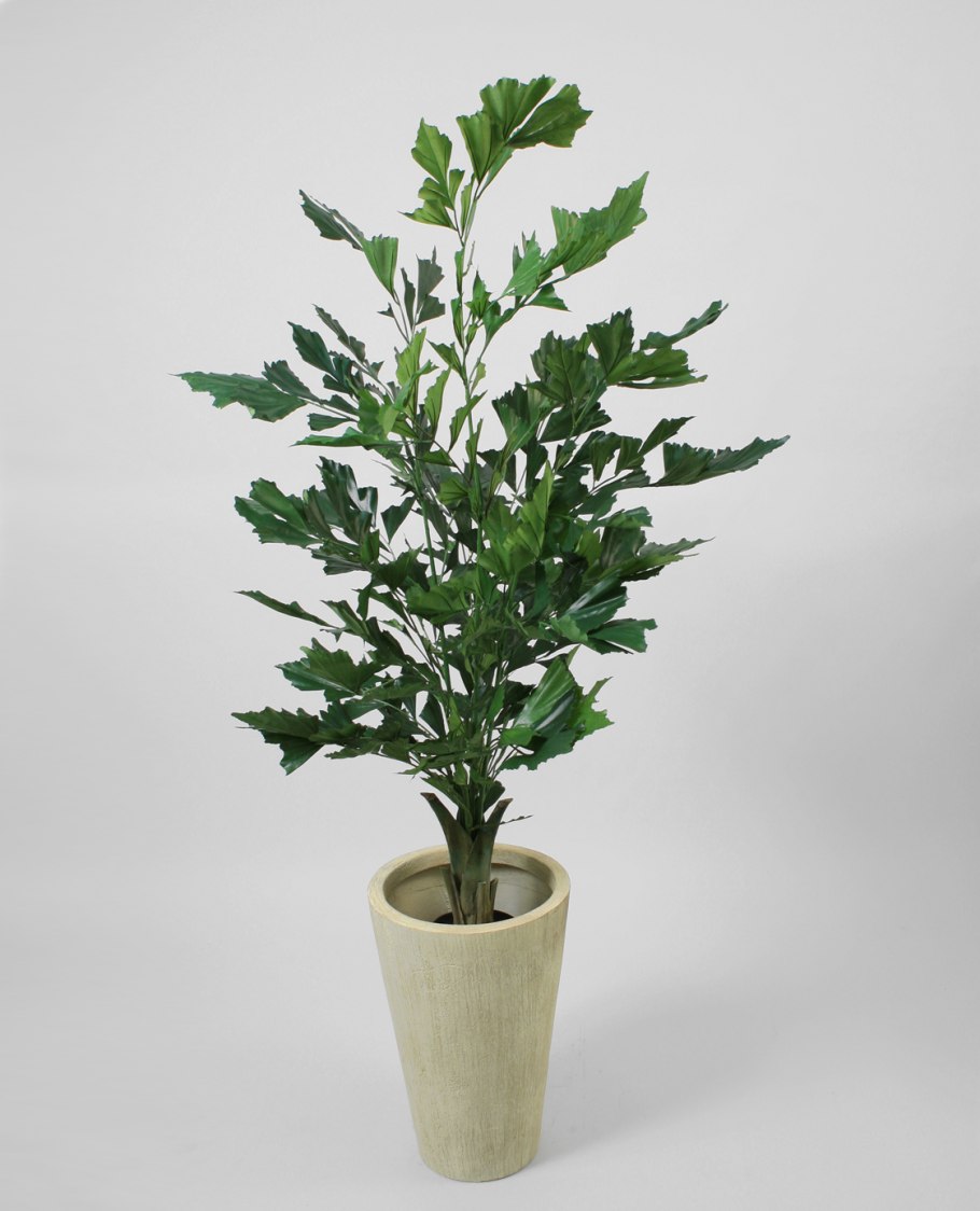 Кариота MITIS