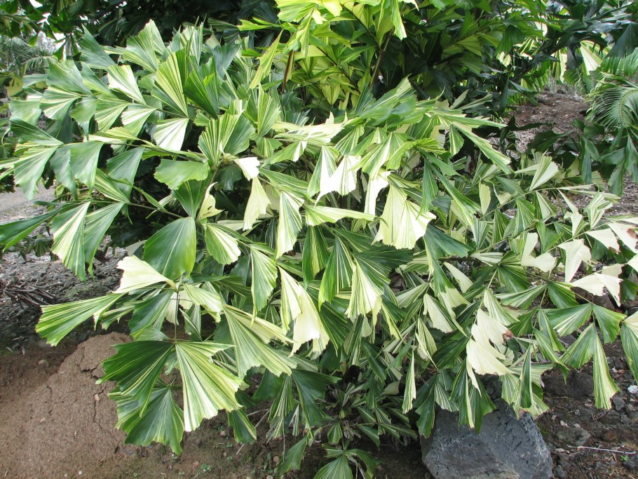 Комнатная Пальма Кариота