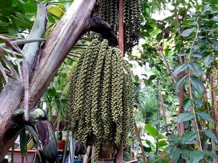 Пальма Кариота