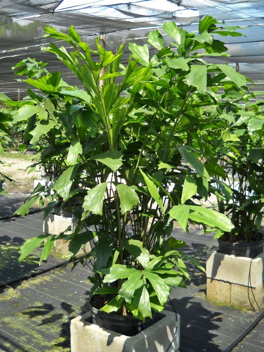 Кариота мягкая