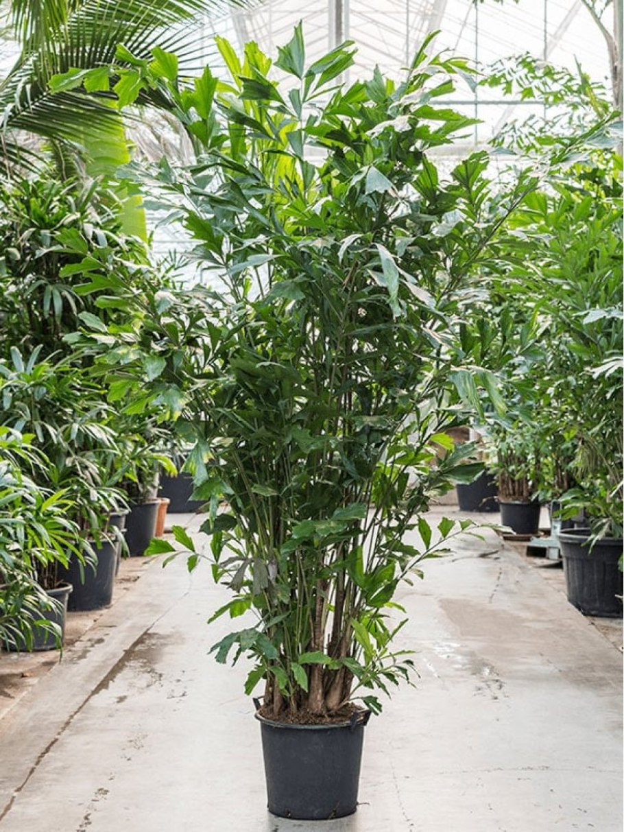 Кариота Митис