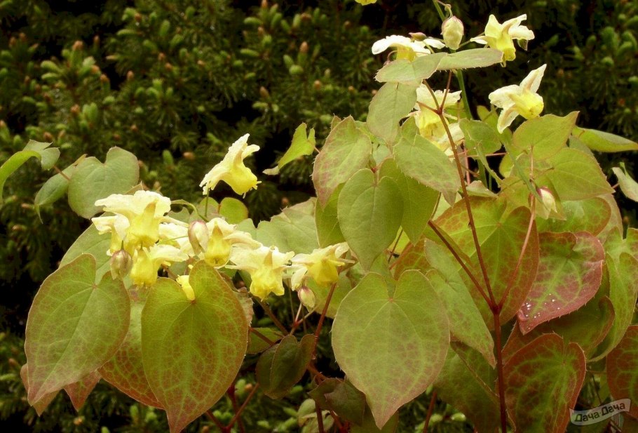 Горянка Sulphureum