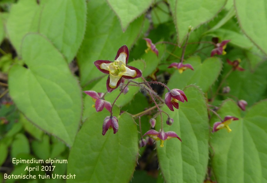 Эпимедиум рубрум