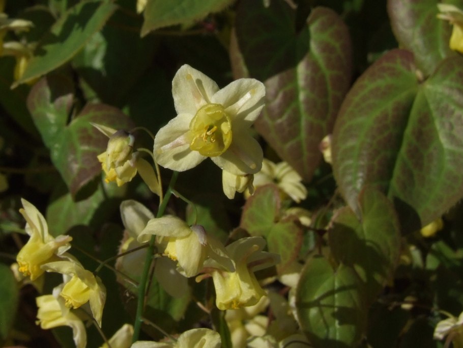 Epimedium warleyense Ellen Willmott