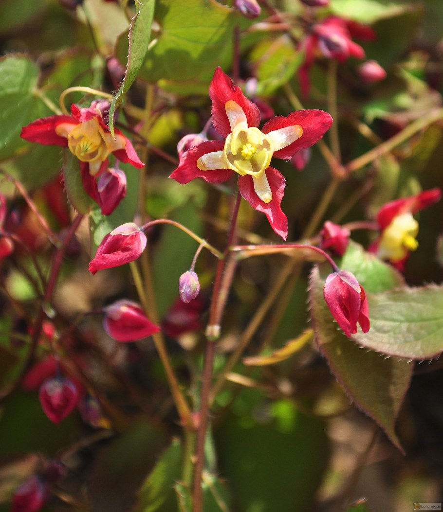 Fire Bloom цветок