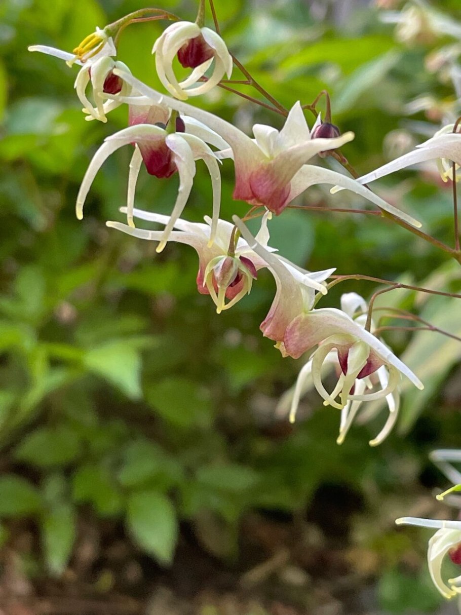 Epimedium grandiflorum 'White Queen'