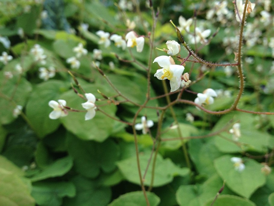 Горянка (Epimedium Sunny and share) i