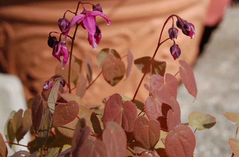 Эпимедиум Альпийский