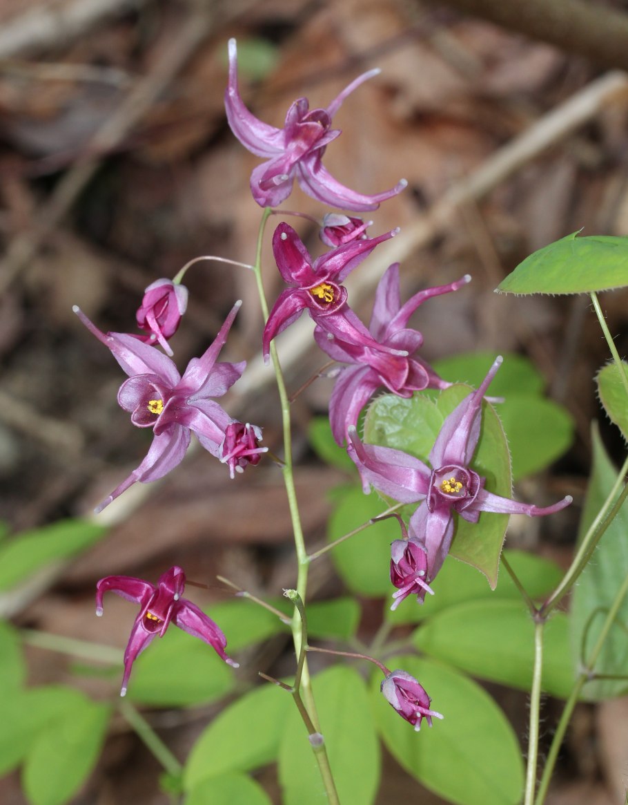 Горянка эпимедиум семена