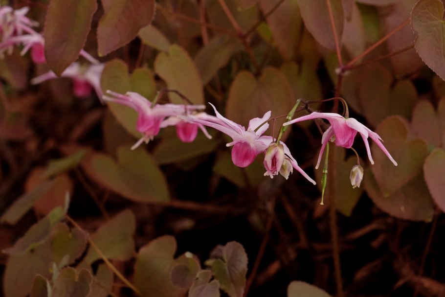 Epimedium pinnatum 'Black Sea'