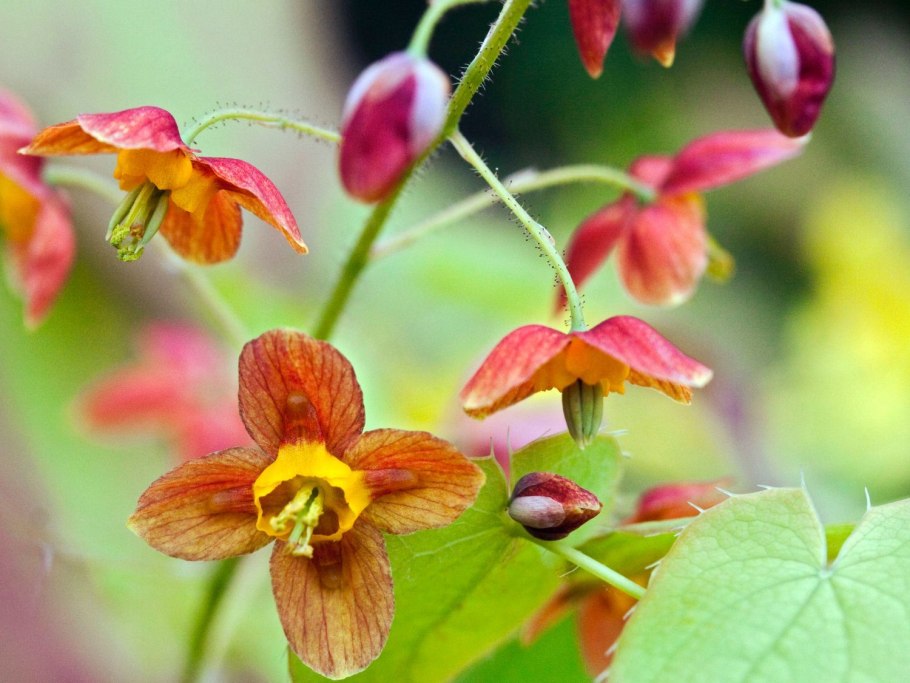 Nondo Epimedium