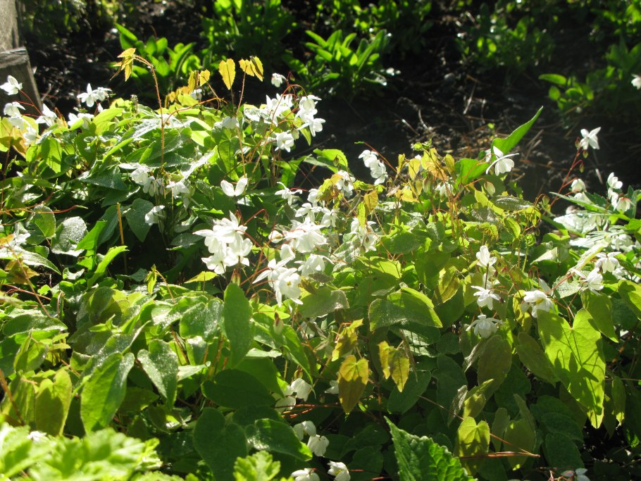 Epimedium x versicolor Sulphureum