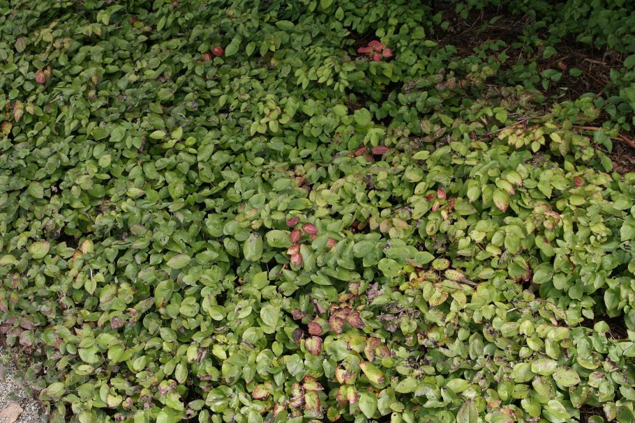 Epimedium versicolor Sulphureum