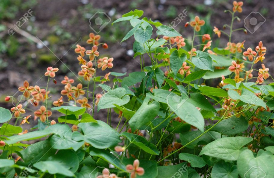 Горянка варлийская оранж Кенигин