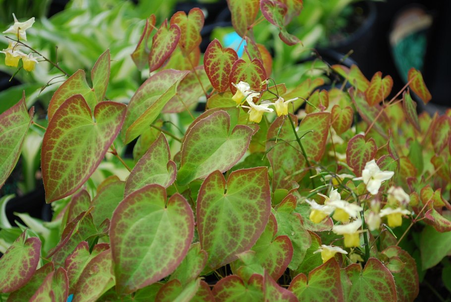 Epimedium versicolor Sulphureum