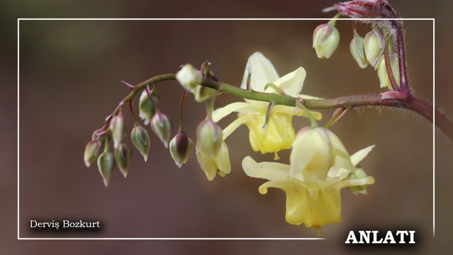 Эпимедиум Горянка стрелолистная иллюстрация