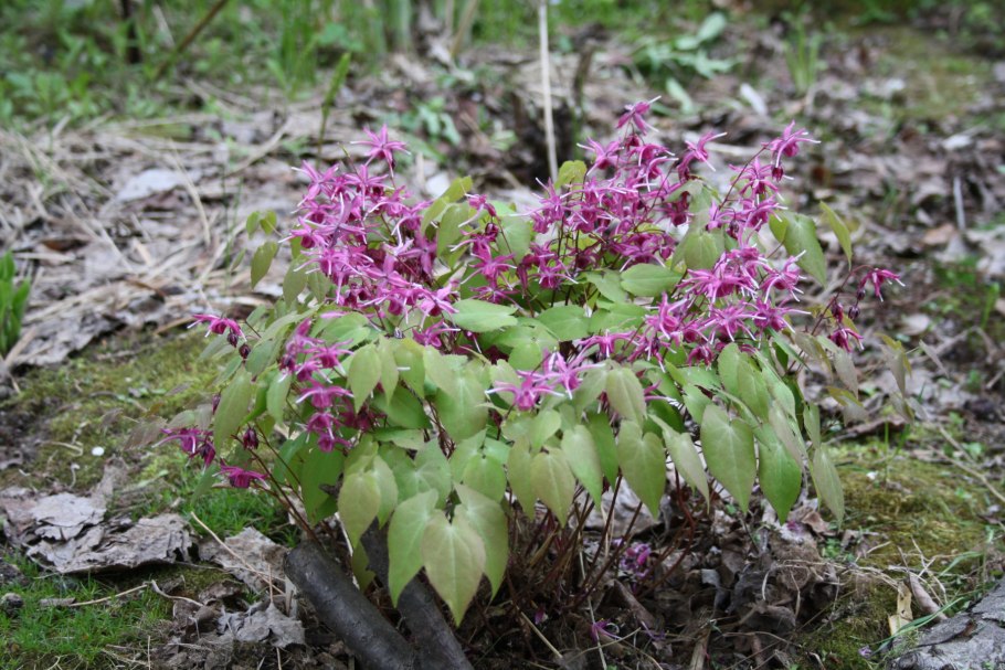 Epimedium nature’s Bounty