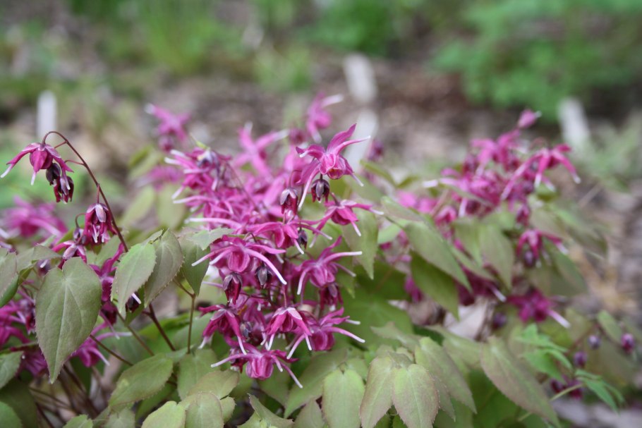 Epimedium acuminatum 'Night mistress'
