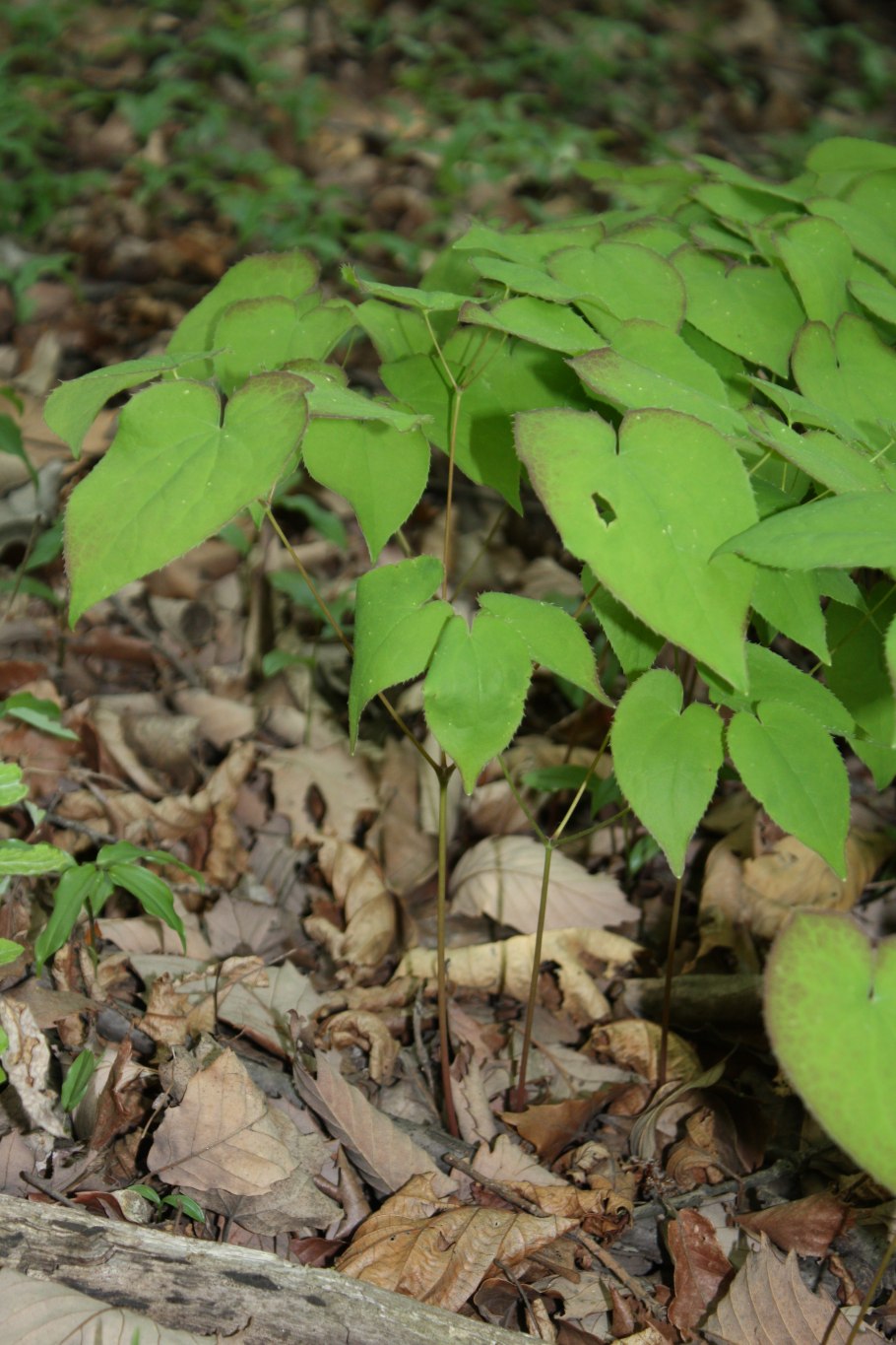 Горянка крупноцветковая Lilafee Лилафи