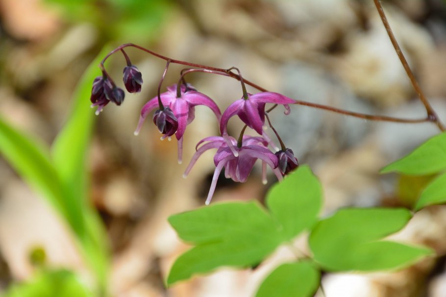 Epimedium davidii - Горянка Давида