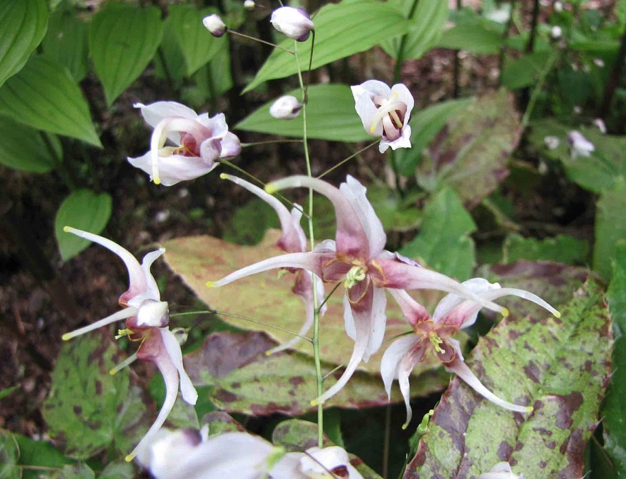 Горянка Пинк Эльф