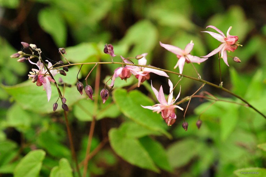 Горянка Tamabotan