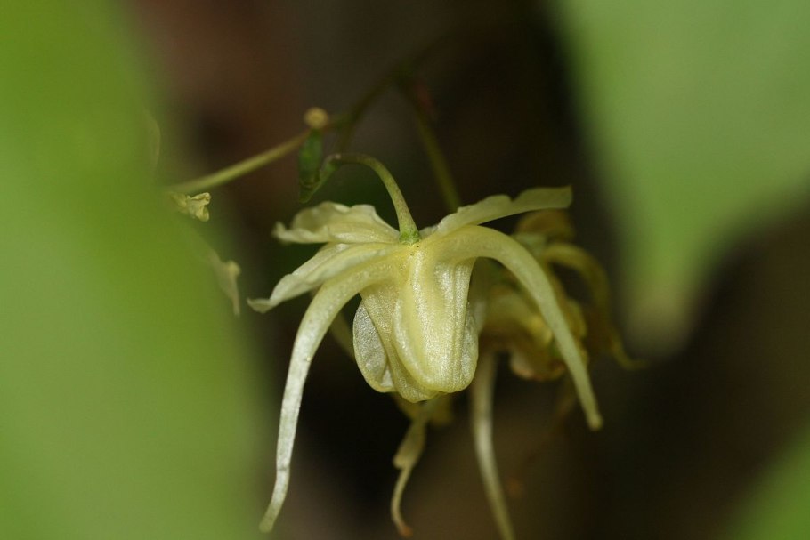 Горянка Юнга Нивеум