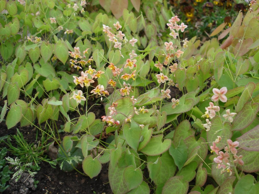 Эпимедиум Epimedium warleyense