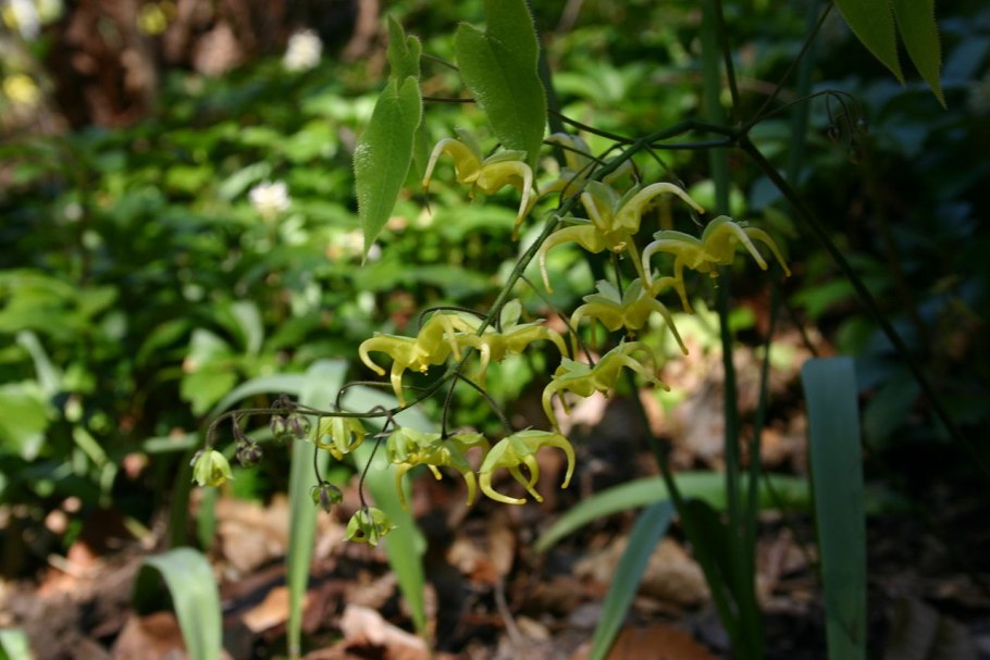 Эпимедиум Горянка цветок PNG на прозрачном фоне