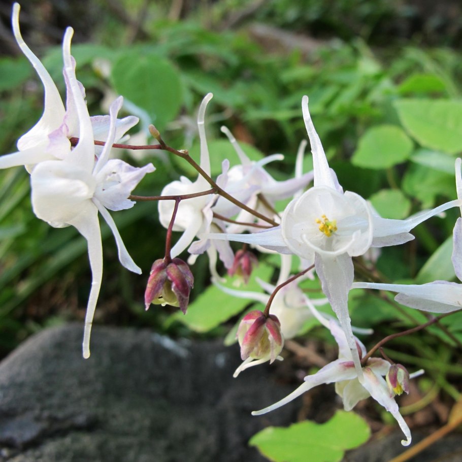 Горянка Epimedium Fire Dragon