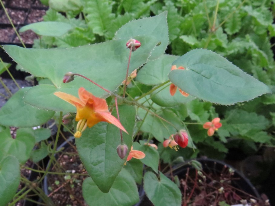 Epimedium warleyense