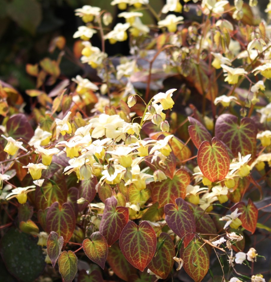 Epimedium 'Flowers of Sulphur'