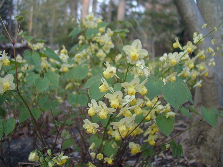 Epimedium diphyllum