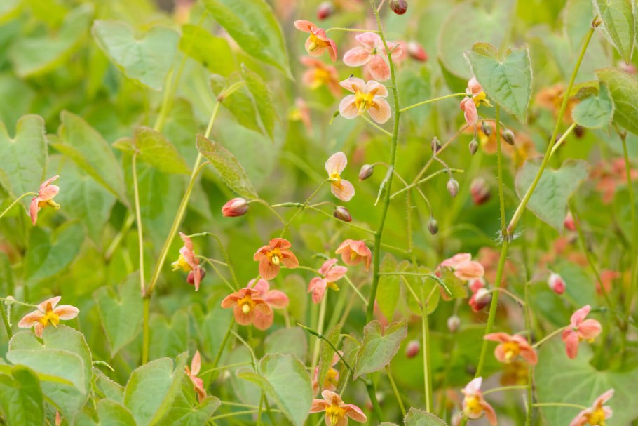 Epimedium davidii