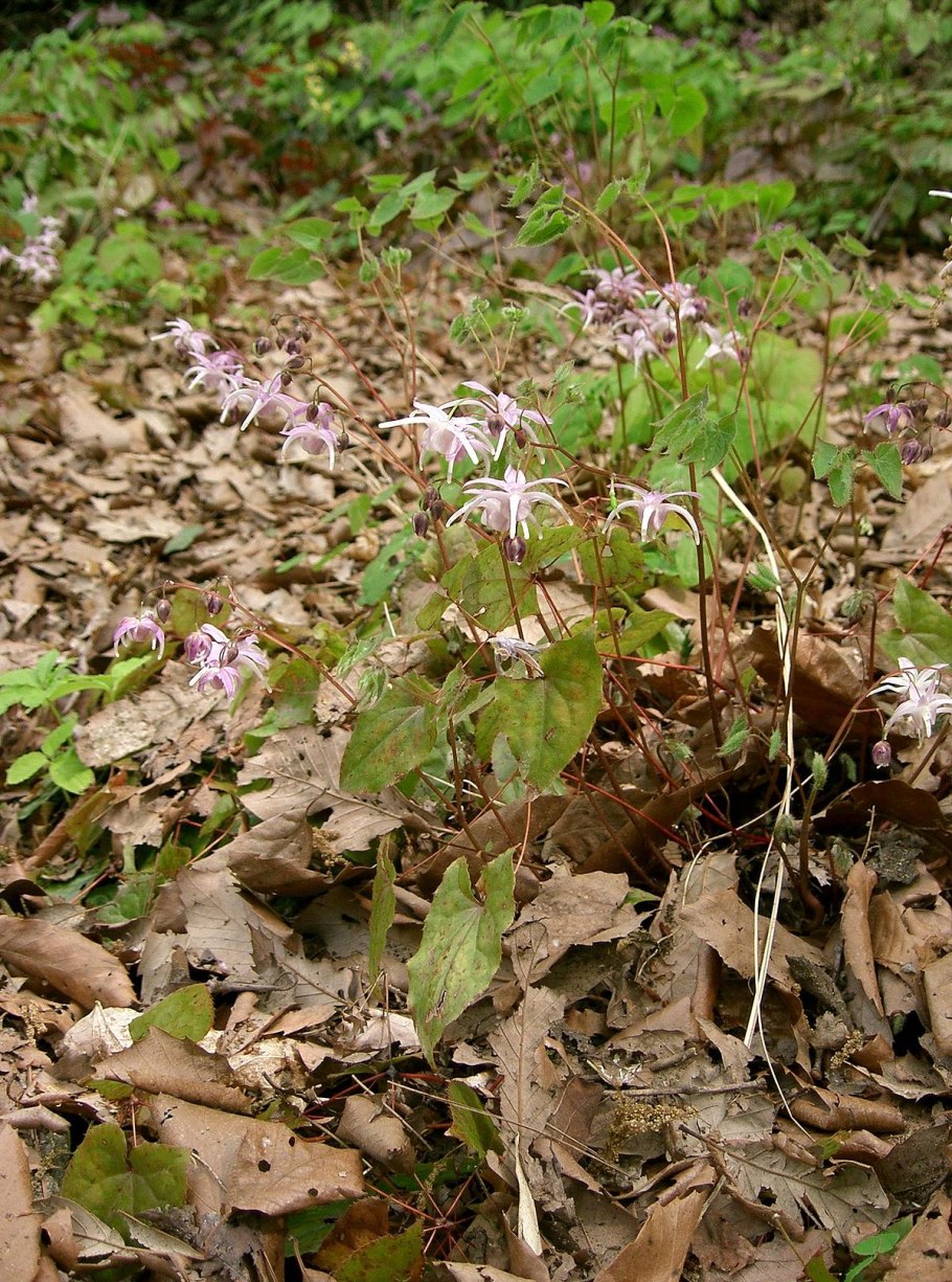 Epimedium rubrum